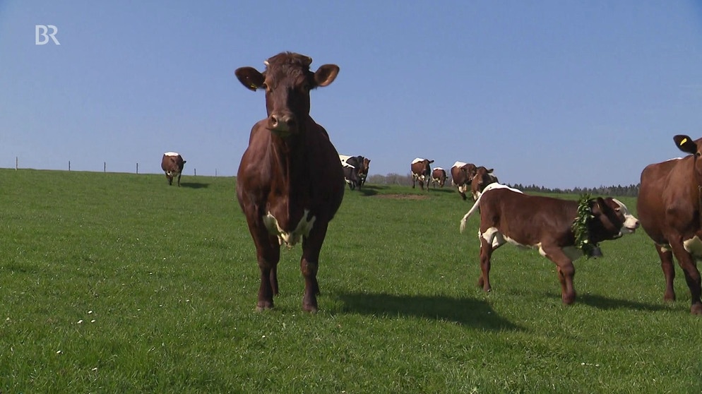 Artgerechte Tierhaltung: Fleisch vom eigenen Rind