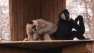 Zwei Affen in einem Gehege | Bild: BR Fernsehen