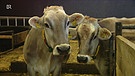 Kühe im Stall | Bild: Bayerischer Rundfunk