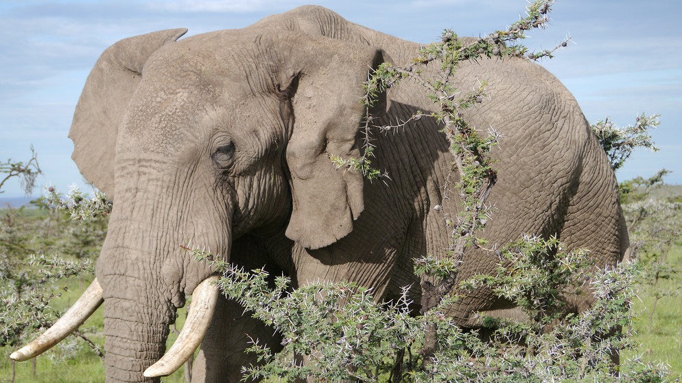 Elefant mit Stoßzahn im Naturreservat Naboisho in Kenia | Bild: Gentner