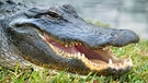 Ein Alligator in den Everglades (USA) | Bild: MEV/Seidl Eckart