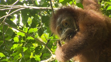 Orang Utans in der Schule | Sobald die Affen gut klettern, selber Nahrung finden und ihr Schlafnest bauen können, werden sie ausgewildert. | Bild: BR | Text und Bild Medienproduktion GmbH & Co. KG