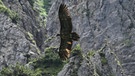 Das Bartgeier-Weibchen Wally fliegt im Nationalpark Berchtesgaden durch die Lüfte. Ende Mai 2022 wurde bekannt, dass Wally tot ist. | Bild: dpa-Bildfunk | Michael Wittmann/ Landesbund für Vogelschutz 