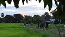 Grüne Reisfelder in Kambodscha im Oktober. | Bild: BR | Waldenburg