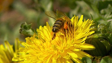 Biene auf Blüte | Bild: Bayerischer Rundfunk