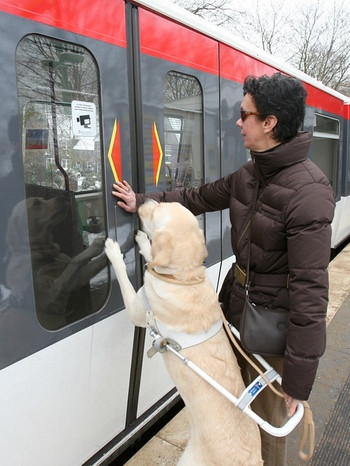 Ben, der Blindenführhund von Marion Koch, zeigt seiner blinden Besitzerin die Eingangstür einer U-Bahn. | Bild: picture alliance / dpa | Angelika Warmuth