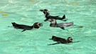 Humboldt-Pinguine schwimmen in ihrem Becken im Londoner Zoo. | Bild: dpa-Bildfunk/Kirsty O'connor