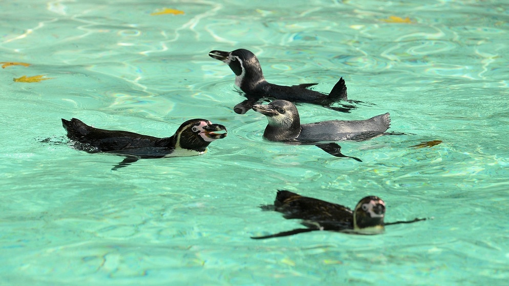 Humboldt-Pinguine schwimmen in ihrem Becken im Londoner Zoo. | Bild: dpa-Bildfunk/Kirsty O'connor