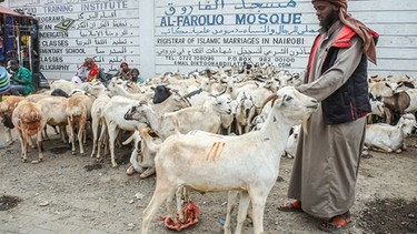 Ein Geschäftsmann wartet im Juli 2022 auf einem Ziegenmarkt in Kenia auf Kunden. Jede Ziege wird für 60 bis 140 Dollar verkauft, während sich die Muslime auf das Eid al-Adha-Fest vorbereiten. | Bild: dpa-Bildfunk/Boniface Muthoni