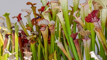 Schlauchpflanzen - eine Art der fleischfressenden Pflanzen | Bild: colourbox.com