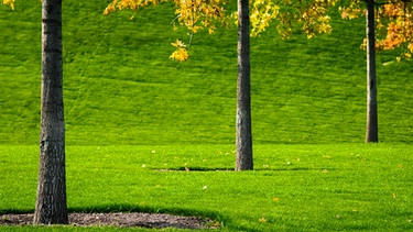 Wiese mit Bäumen | Bild: colourbox.com