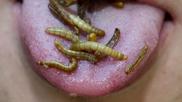 Mehlwürmerlarven in Knoblauch auf einer menschlichen Zunge. Die meisten Deutschen wollen keine Insekten essen! | Bild: picture-alliance/dpa
