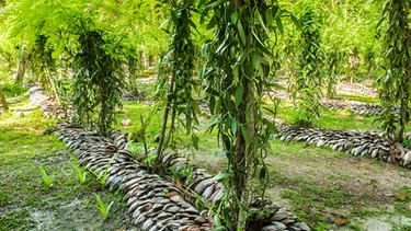 Vanille ist eine Schling- und Kletterpflanze. | Bild: colourbox.com