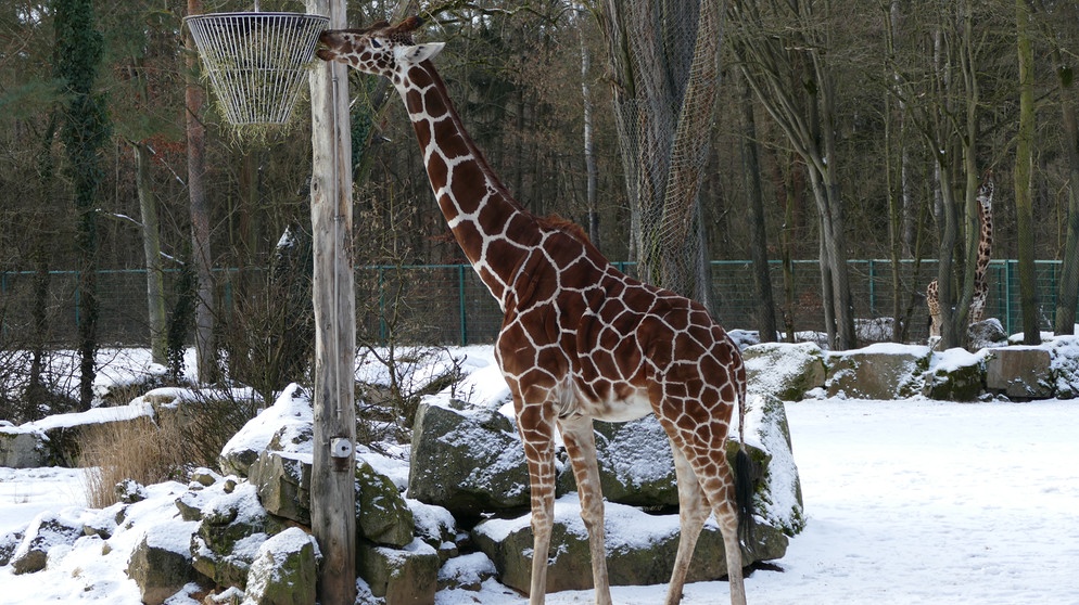 Eine Giraffe im verschneiten Tiergarten Nürnberg | Bild: Jörg Beckmann/Tiergarten Nürnberg