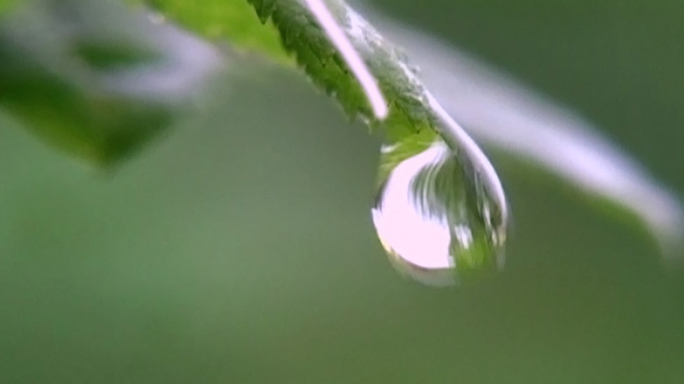 Ein Regentropfen fällt von einem Blatt. | Bild: BR/Telepool