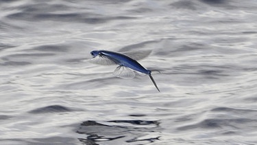 Fliegender Fisch (Cheilopogon melanurus) im Mittelmeer. | Bild: picture alliance / imageBROKER