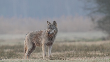 Symbolbild: Bayern hat angeblich einen Problemwolf. Normalerweise scheuen die Tiere den Konflikt mit Menschen und weichen ihnen aus. Der Wolf mit der Bezeichnung Wildtierschutz GW2425m ist zum Abschuss freigegeben. | Bild: dpa-Bildfunk/Michael Hamann