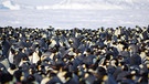 Eine Pinguin-Kolonie | Bild: Tim Heitland