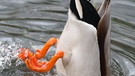 Ente im Wasser | Bild: picture-alliance/dpa