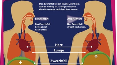 Infografik: Wo sitzt das Zwerchfell? Beim Einatmen kommt Luft in die Lunge, beim Ausatmen geht sie raus. Eine sehr wichtige Rolle spielt dabei das Zwerchfell - ein Muskel zwischen dem Brustraum und dem Bauchraum. | Bild: picture-alliance/dpa-infografik