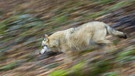 Im Bayerischen Wald leben einige Wölfe in freier Wildbahn. | Bild: picture alliance/imageBROKER
