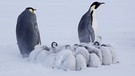 Kleine Pinguinküken und ihre Eltern. | Bild: Tim Heitland