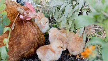 Junge, frisch geschlüpfte Küken mit ihrer Henne | Bild: Julian Stratenschulte/picture-alliance/dpa