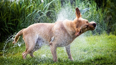 Der Labrador "Nero" schüttelt nach einem erfrischenden Bad im Fluß Peene das Wasser aus seinem Fell.  | Bild: dpa-Bildfunk/Jens Büttner