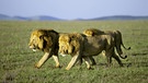 Löwen in der Wildnis in Afrika | Bild: picture-alliance/dpa