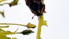 Fraßschäden durch Maikäfer an jungen Blättern eines Ahornbaumes. | Bild: picture-alliance/dpa