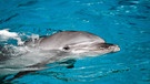 Delfin im Wasser. Sie wurden früher auch Meerschweinchen genannt | Bild: picture-alliance/dpa