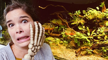 Piranhas | Autsch! Anna ist sich sicher: Besser nicht die Hand ins Aquarium halten! | Bild: BR | Text und Bild Medienproduktion GmbH & Co. KG | David Enge