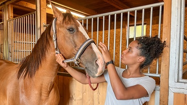 Araberpferd | Da Araber sensible Pferde sind, sollte man besonders feinfühlig mit ihnen umgehen.  | Bild: BR | Text und Bild Medienproduktion GmbH & Co. KG | Kathrin Wiewe