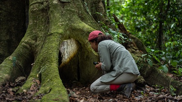 Abenteuer im Amazonas-Regenwald | Pia soll in eine ausgewachsene Würgefeige hineinkriechen
| Bild: BR | Text und Bild Medienproduktion | Fabian Nummert