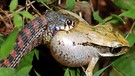 Eine Schlange frisst einen Frosch. | Bild: picture-alliance/dpa
