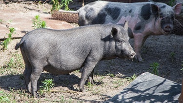 Schweine auf einem Bauernhof | Bild: colourbox.com