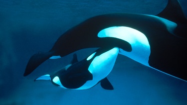 Eine Orca-Mutter säugt ihr Jungtier. Orcas werden auch Schwertwale genannt. | Bild: picture alliance / WILDLIFE | G.Lacz/WILDLIFE