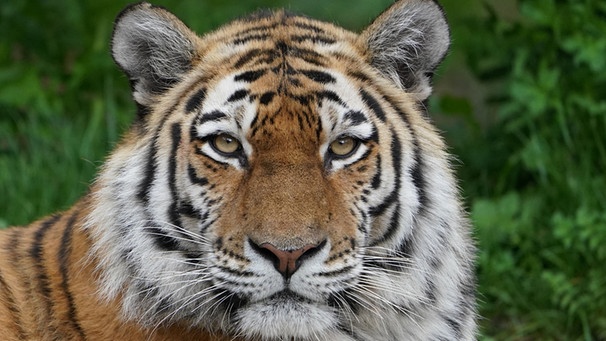 Ein Sibirischer Tiger. | Bild: dpa-Bildfunk/Marcus Brandt