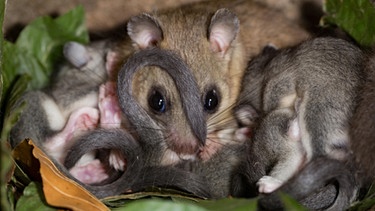 Ein Siebenschläferweibchen und mehrere Jungtiere in ihrem Nest. | Bild: picture alliance / imageBROKER | L. Werle