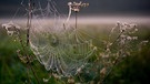 Spinnennetz zwischen Zweigen und Halmen. | Bild: picture-alliance/dpa
