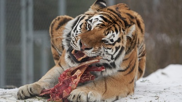 Ein Tiger frisst ein Stück Fleisch.  | Bild: dpa-Bildfunk/Thomas Frey