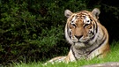 Eine dösende Tigerdame. | Bild: NDR