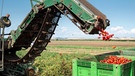Eine Erntemaschine erntet Tomaten und wirft sie in Kisten. | Bild: colourbox.com