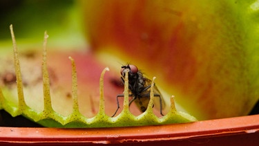 In ihren Klappfallen hat eine Venusfliegenfalle eine Fliege gefangen. | Bild: colourbox.com