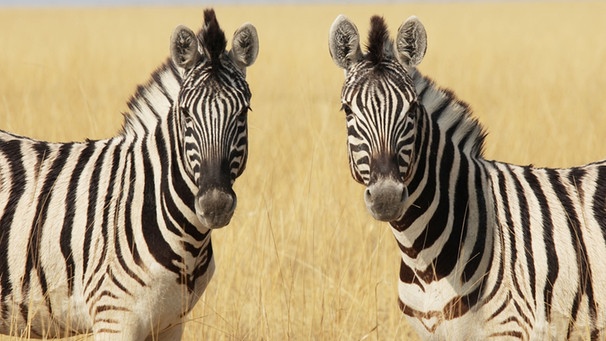 Zwei Zebras | Bild: colourbox.com