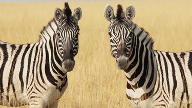 Zwei Zebras | Bild: colourbox.com