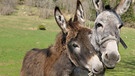 Zwei Esel auf einer Weide. | Bild: colourbox.com