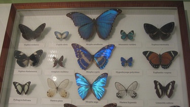 Exponat im Heimatmuseum Buchloe: Schmetterlinge im Schaukasten hinter Glas | Bild: Heimatmuseum Buchloe