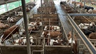 Im Stall sollte es pro Kuh eine Box zum Hinlegen geben - die gesetzlichen Regelungen sind aber ungenau. | Bild: Tobias Hildebrandt / BR
