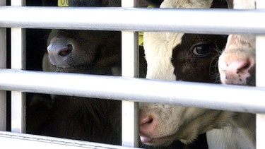 Kühe geben nur Milch, wenn sie regelmäßig Kälber bekommen. Viele Kälber werden ins Ausland exportiert - teils unter qualvollen Umständen. Die Kontrovers-Story auf Spurensuche auch in Bayern. | Bild: picture-alliance / ZB | Patrick Pleul